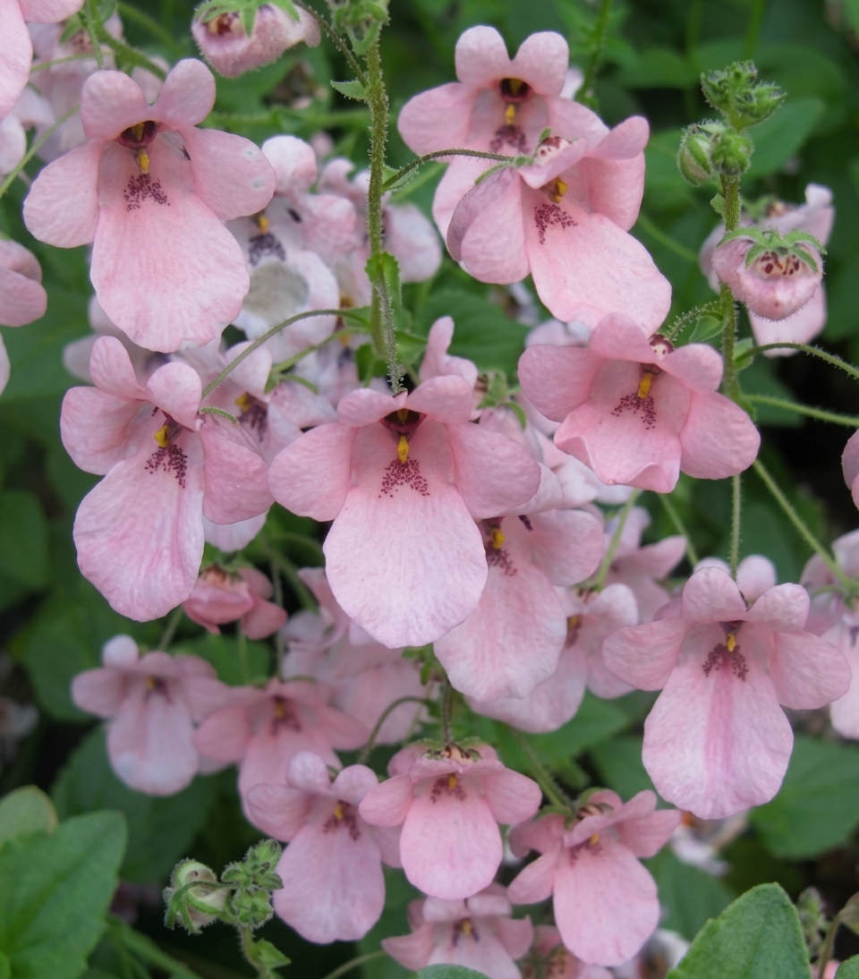 Diascia vigilis McB2903 